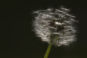 Pusteblume